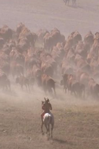 Dances with Wolves